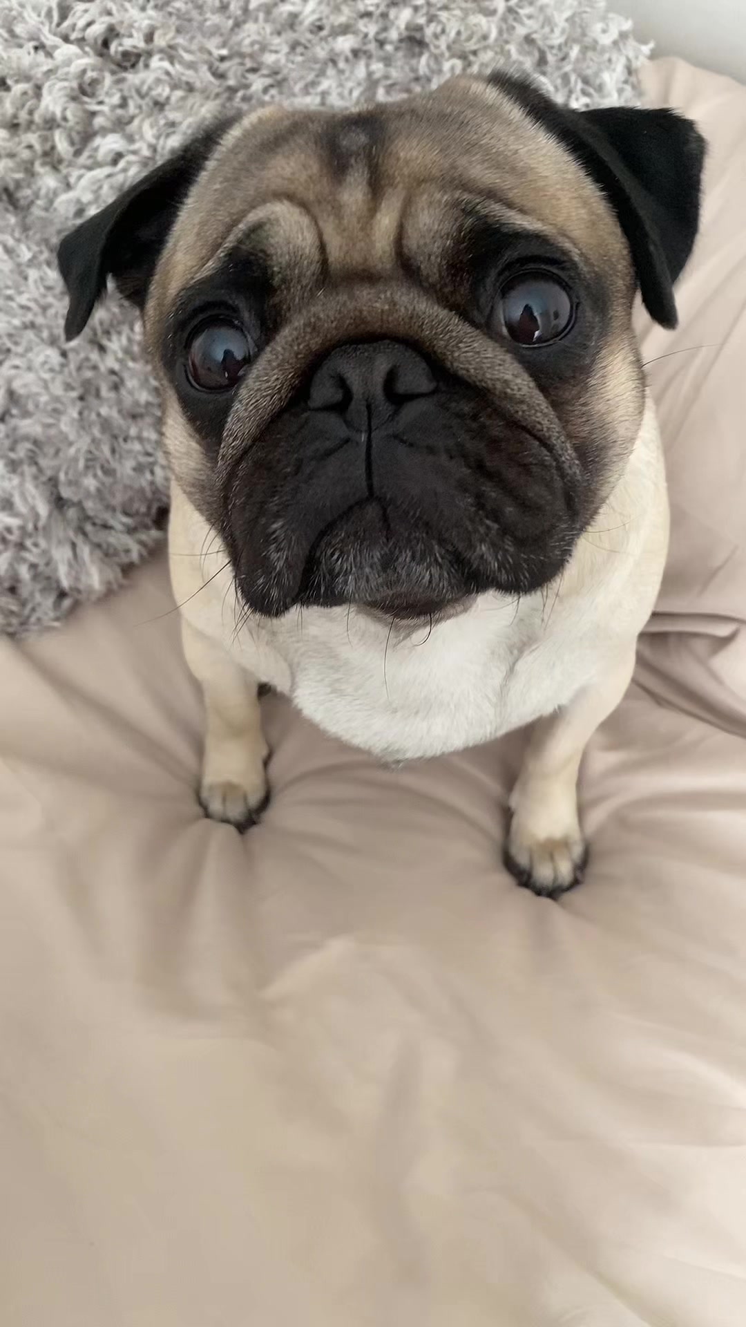 @Moka_lapug