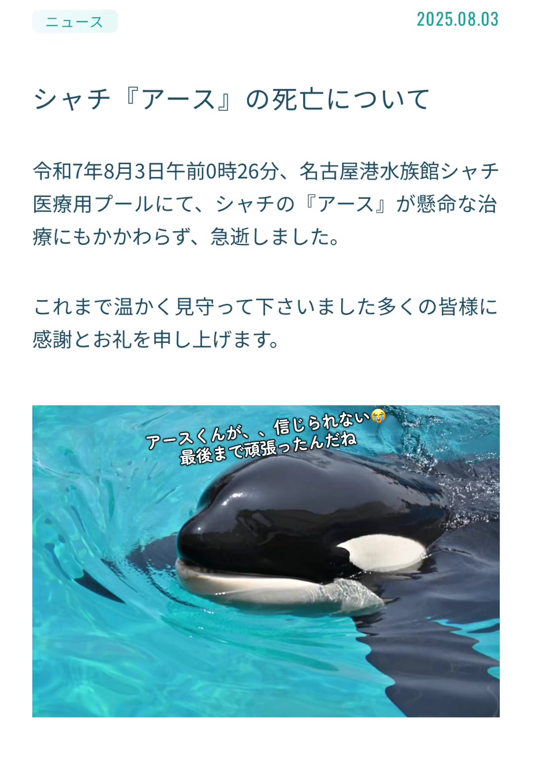 @️🫍シャチが癒し️🌈️️🫧