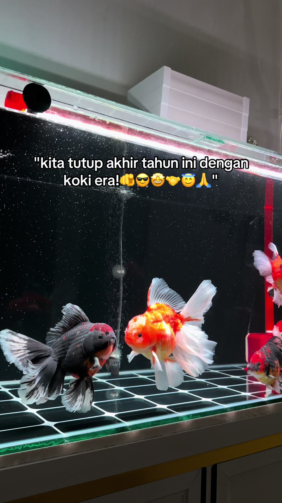 @Koko Koki