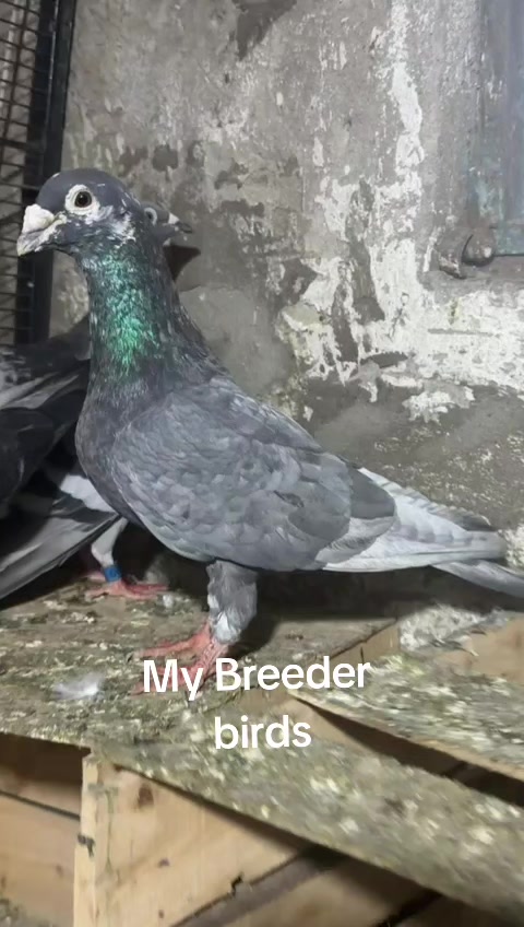 @Adilbutt