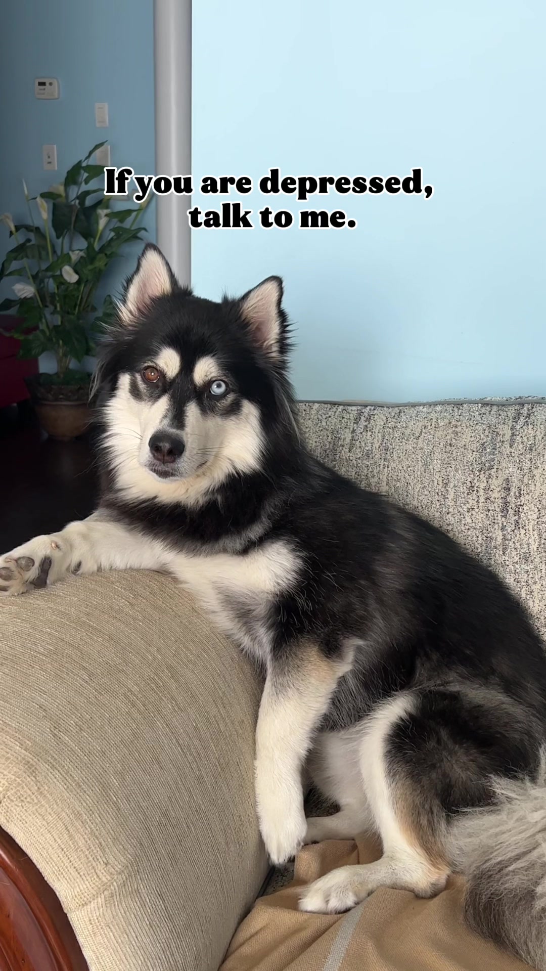 @Zeus the Pomsky🐾