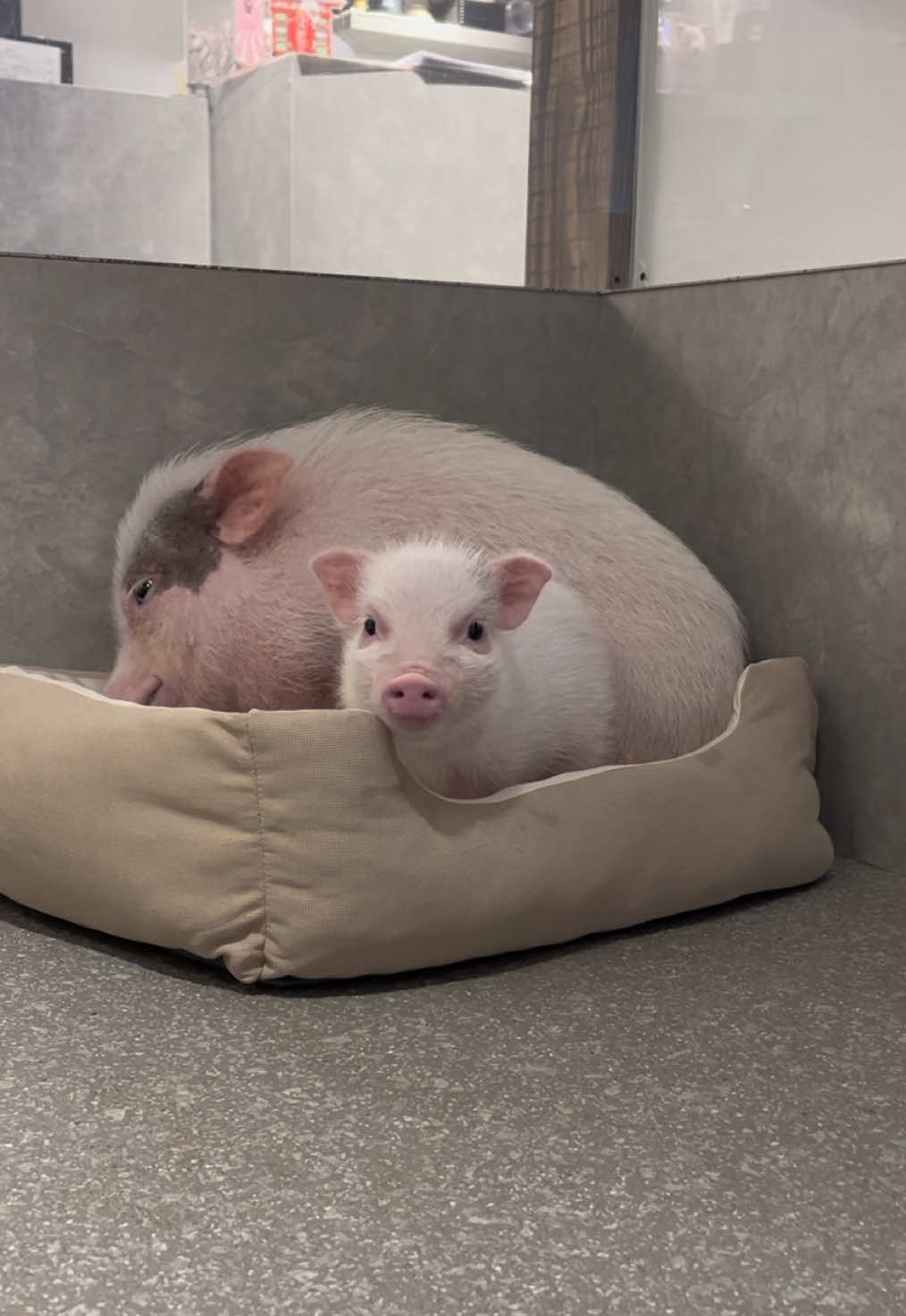 @pignic