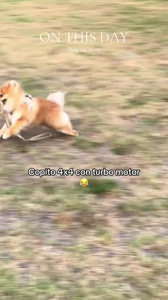 @Soy Copito