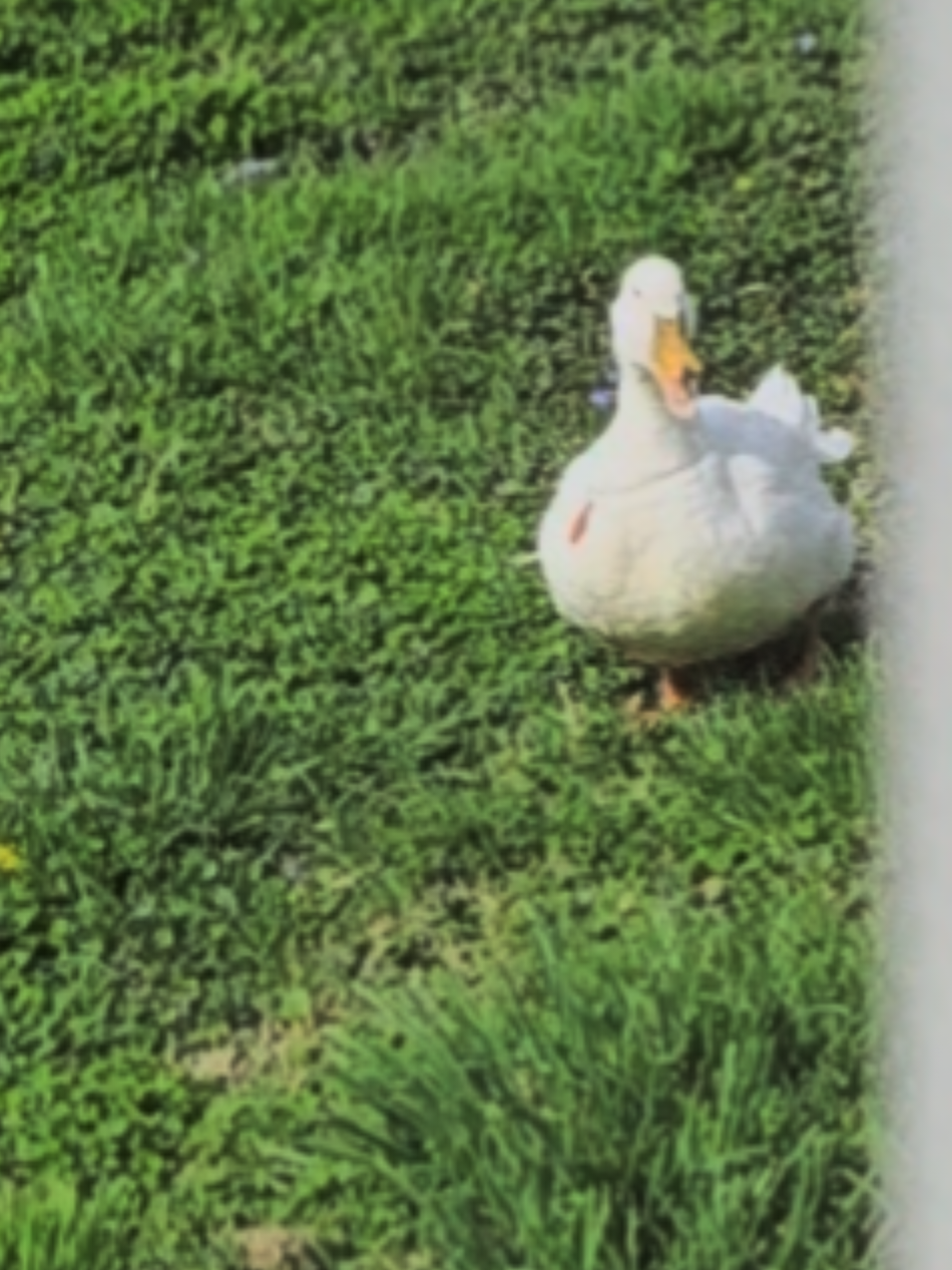 @piglettheduckthat