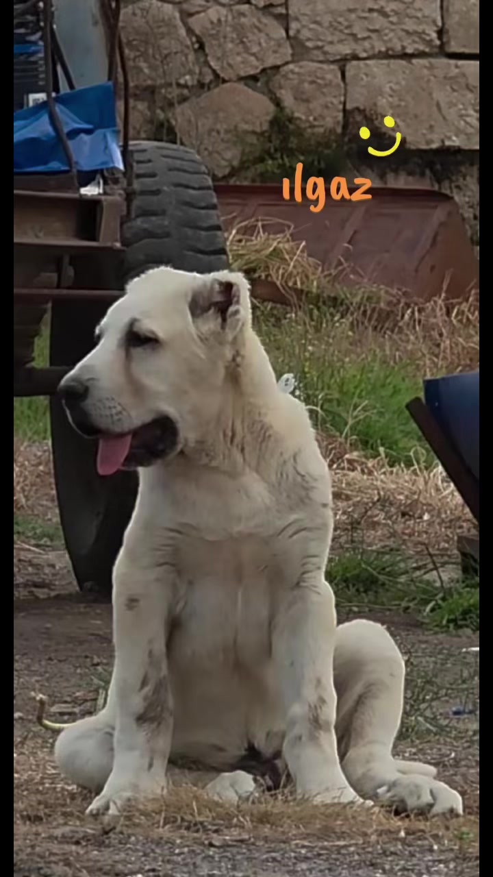 @Ahmet ÖZeN