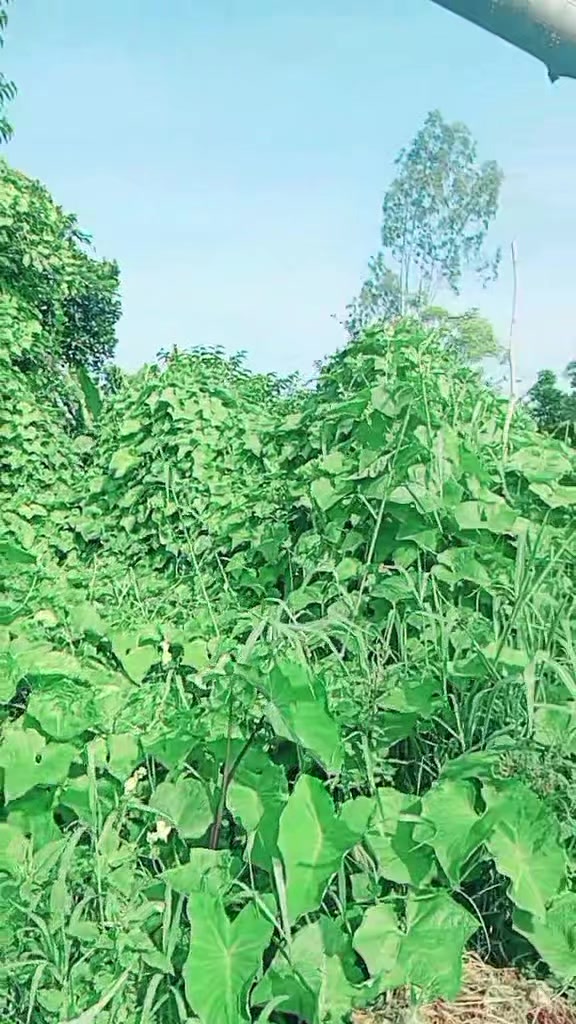 @अनु रम्तेल
