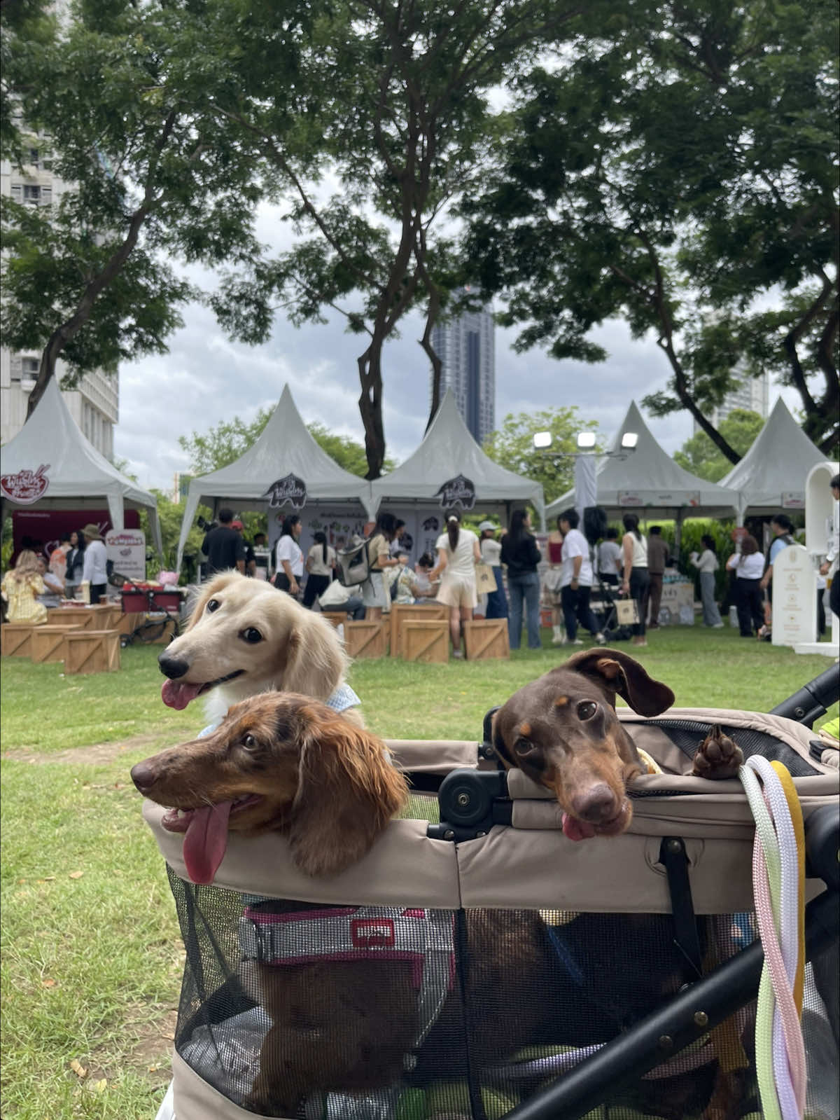 @ไนร่าไอติมยูนิ🐾Mini dachshund