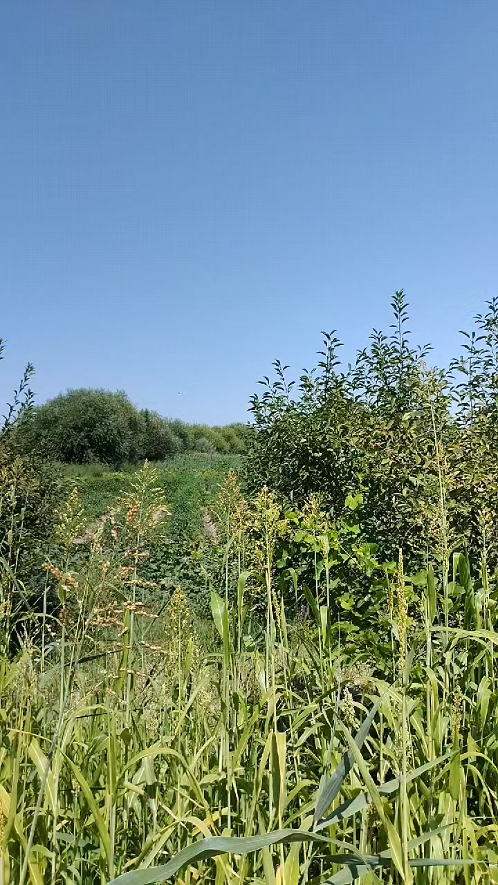 @maxmud_0424