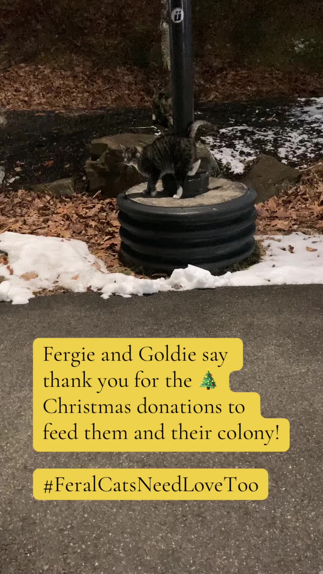 @OnlyKindnessRescue