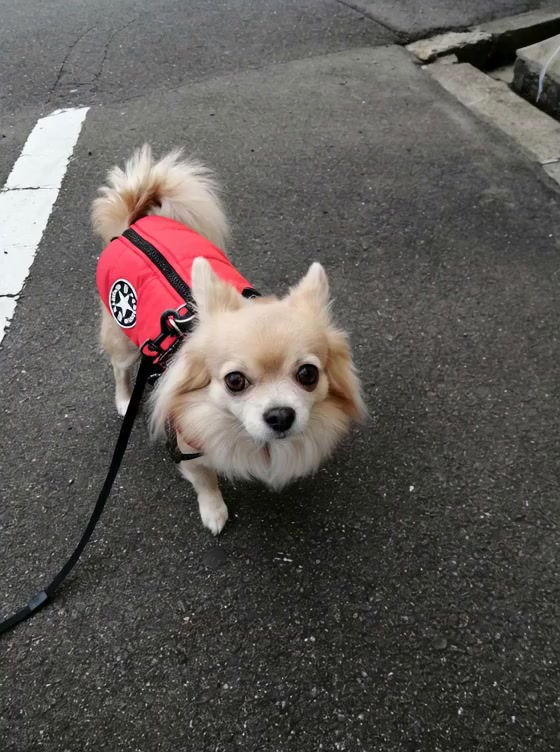 @ふとし