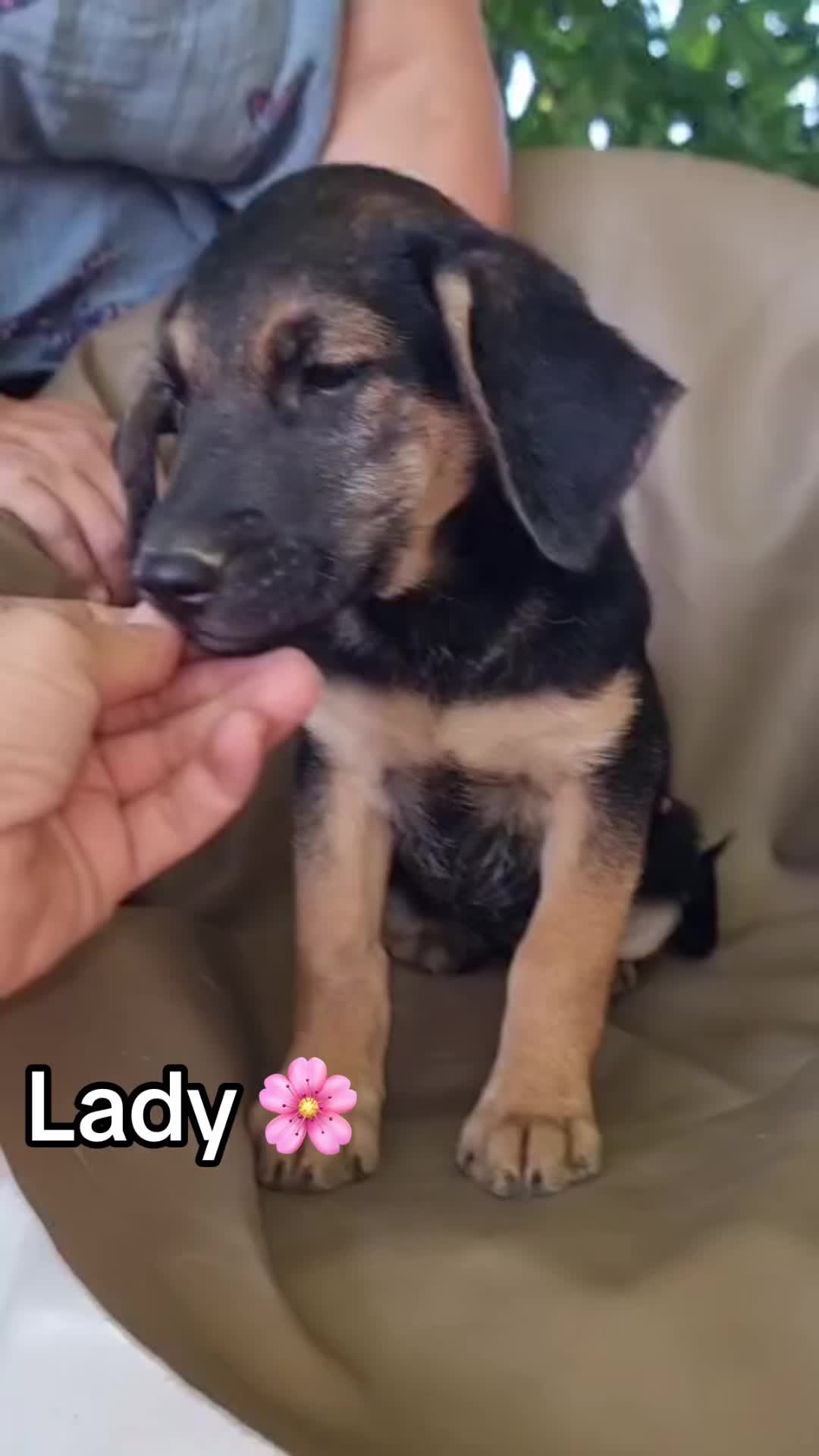 @Ankerhunde e.V.