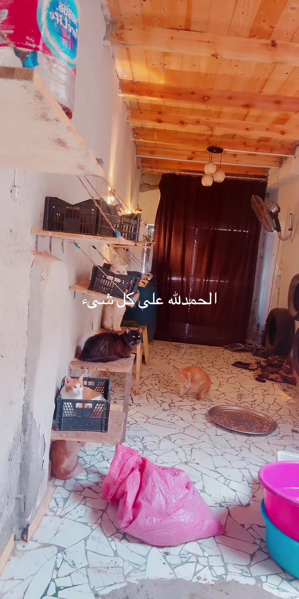 @mohammed and his cats😺
