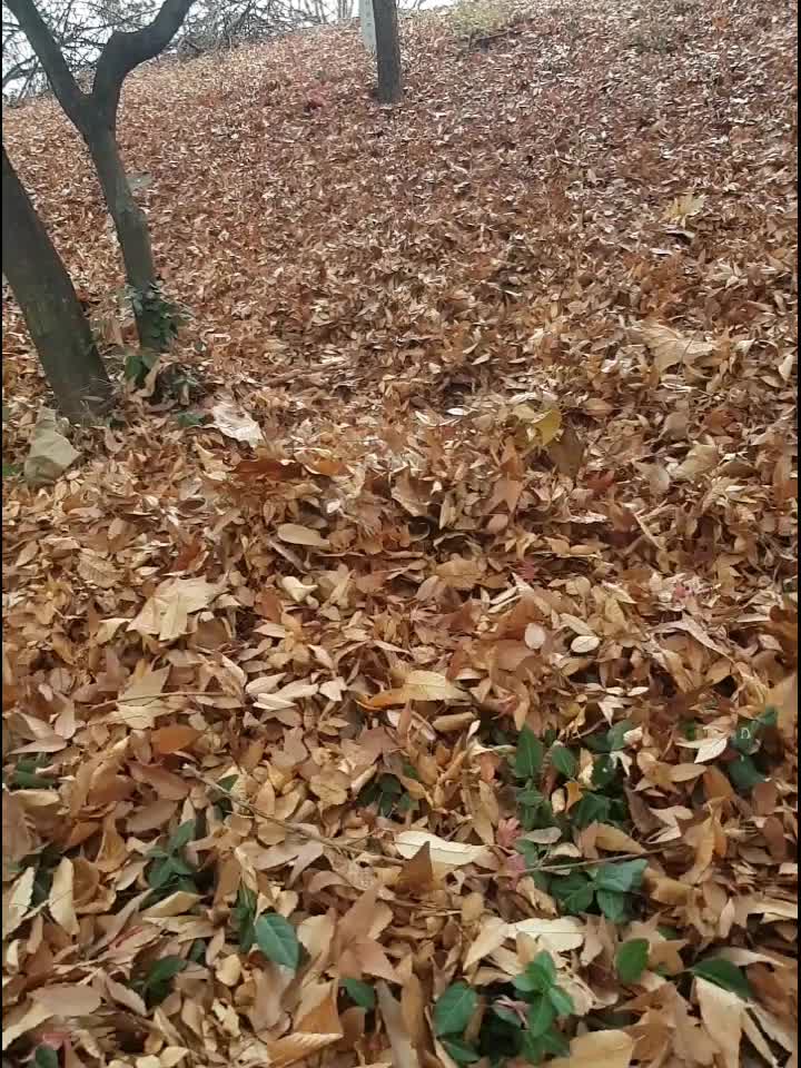 @Dogcastle_TH