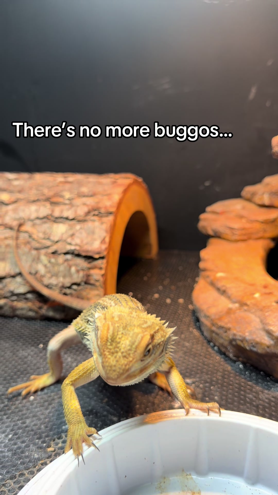 @indominusreps