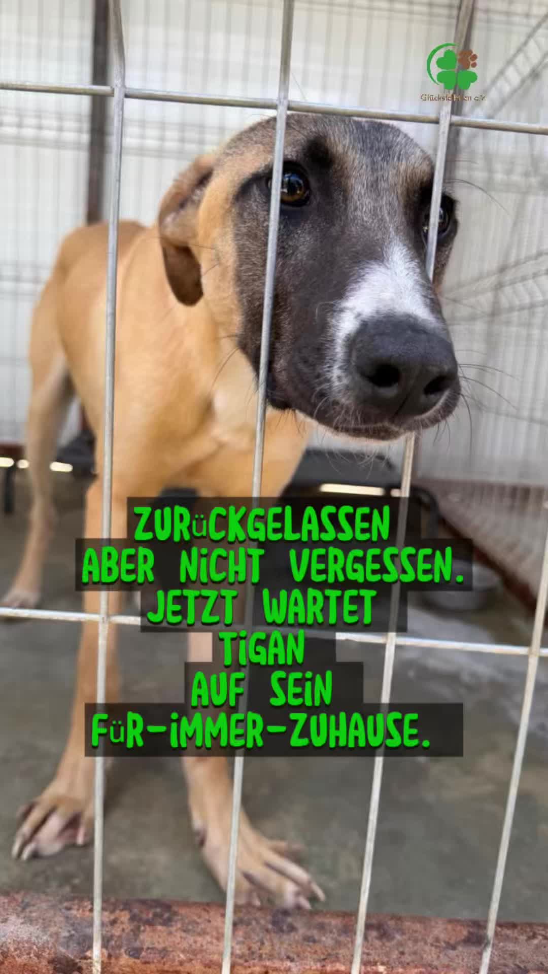 @Glücksfellchen Tierhilfe e.V.