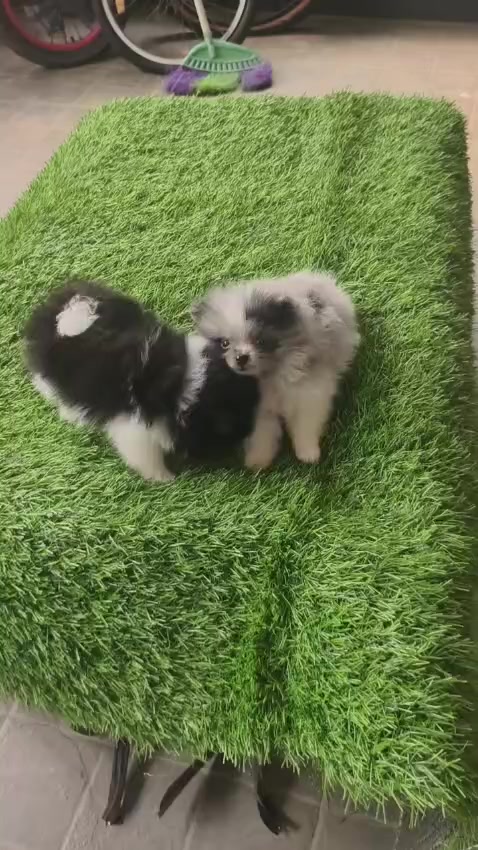@Lavanya Kennel