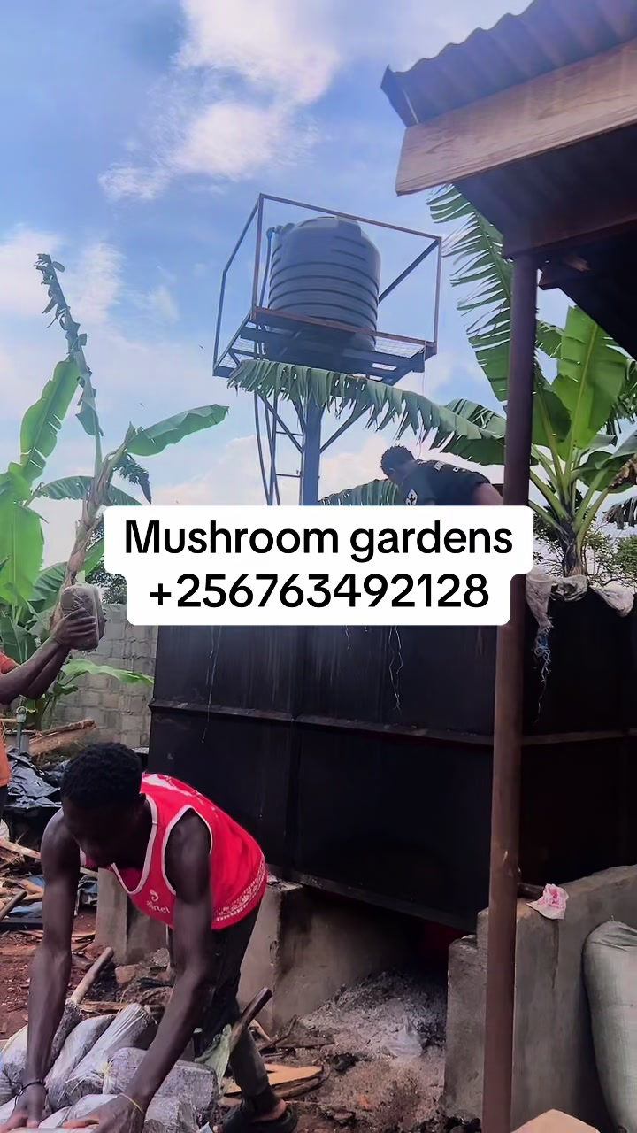 @Enjuba mushrooms