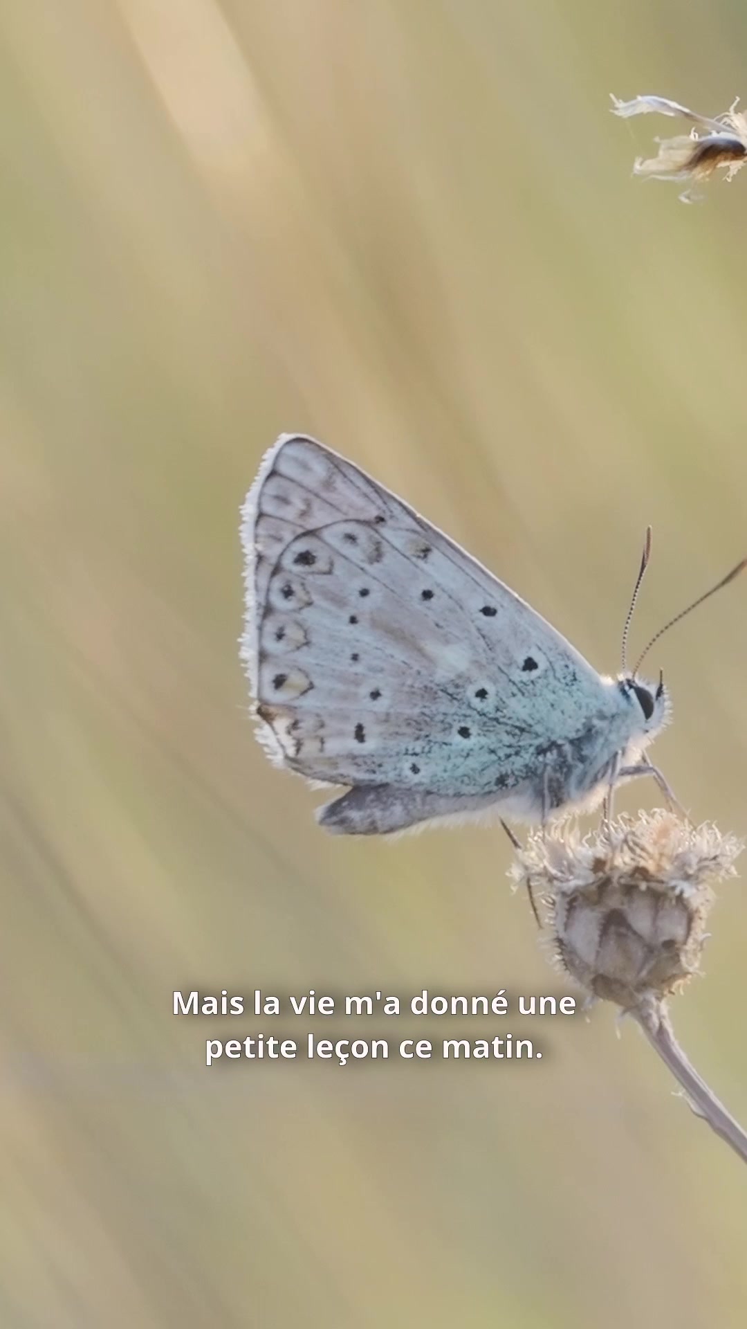 @_nicolasdubois