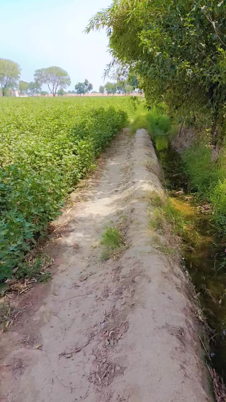 @Mohsii