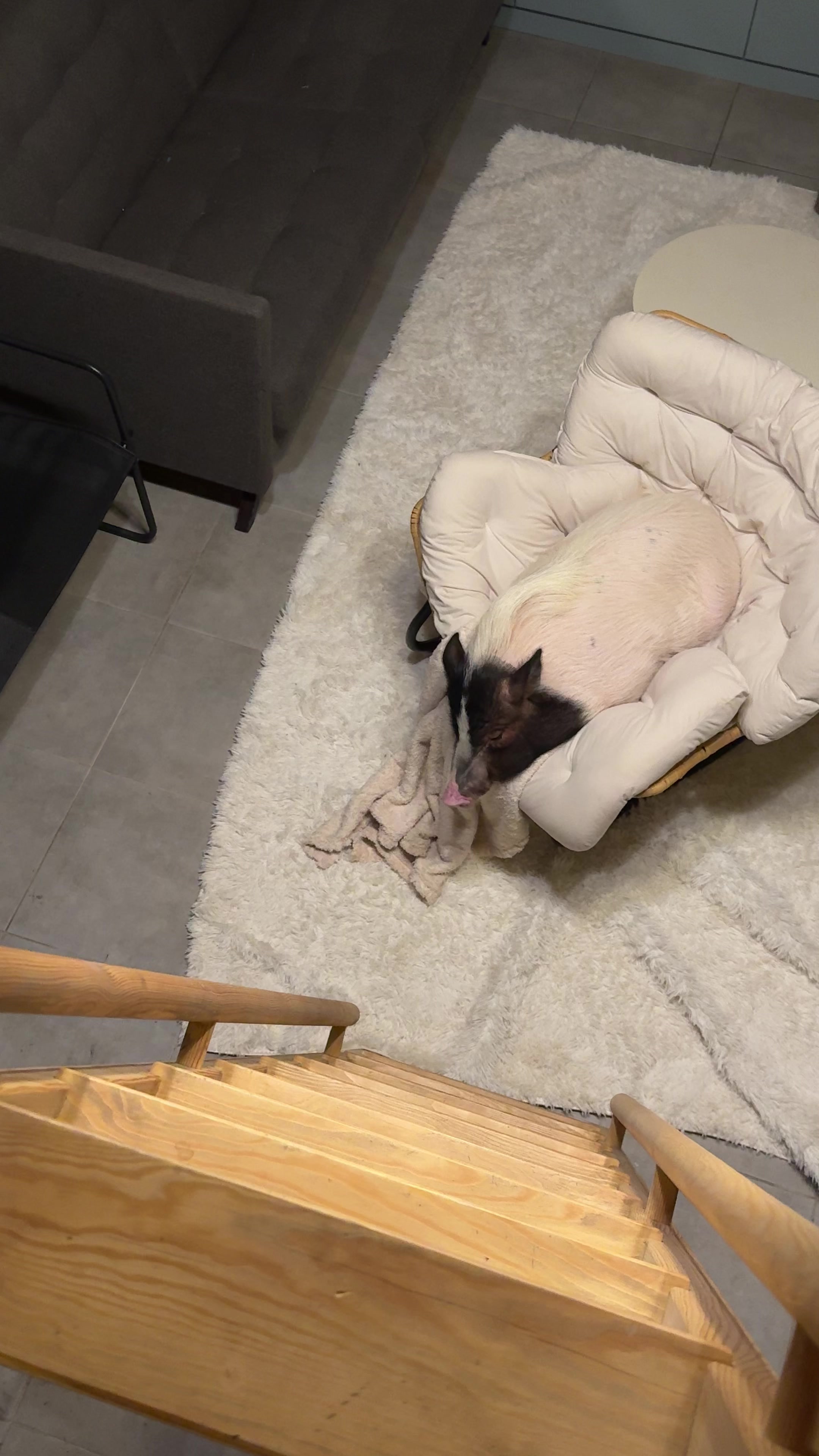 @Olivka pig