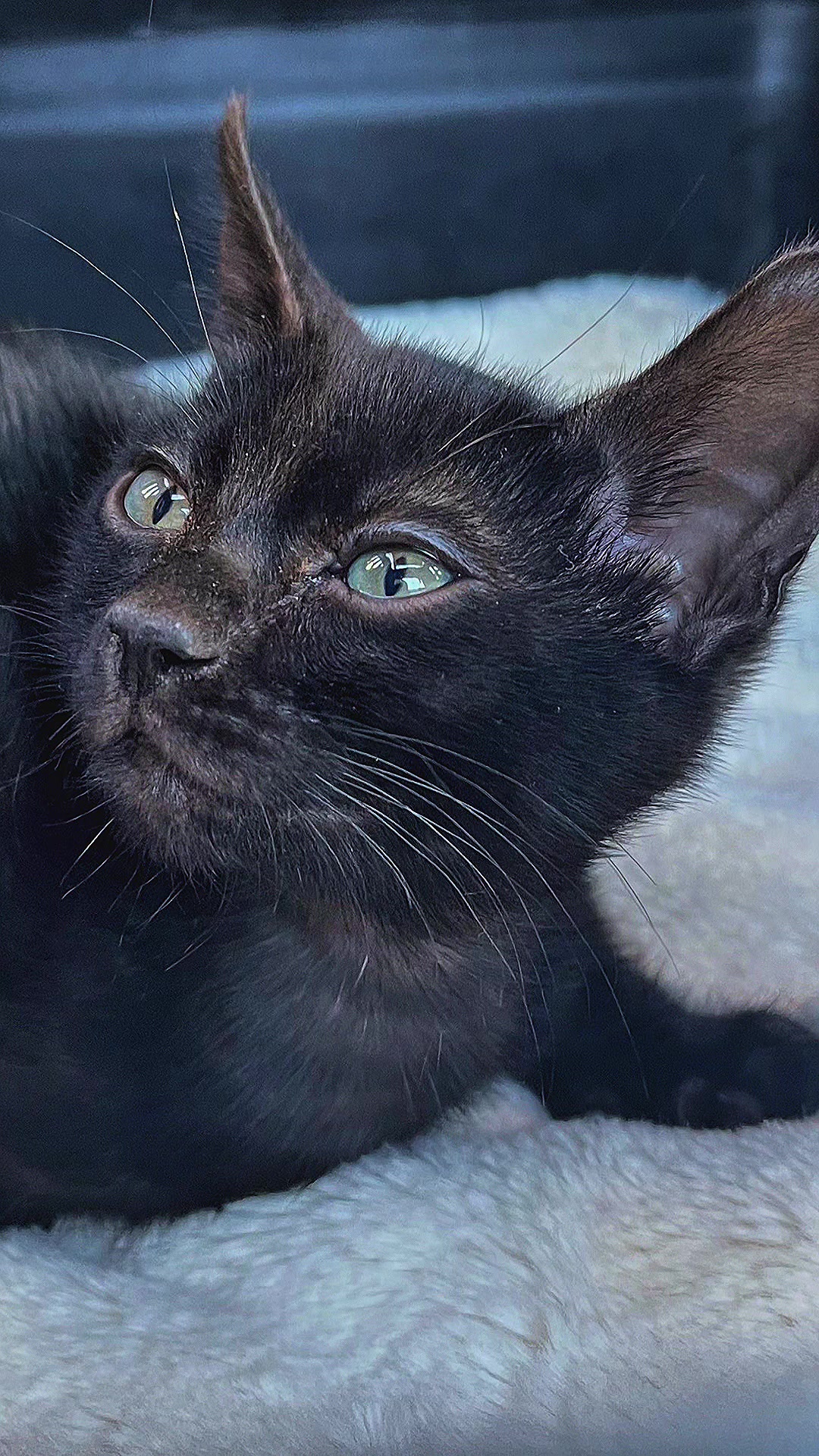 @sweet4bambi♥️Bengalkitten