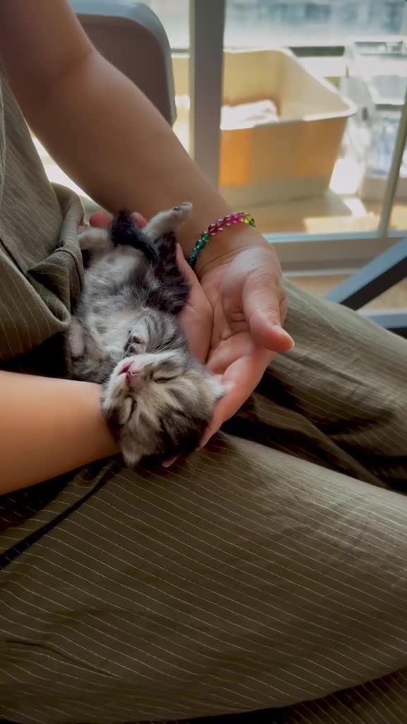 @catbosssss