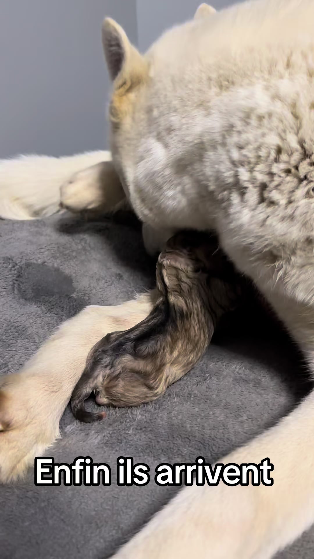 @WOLFDOG