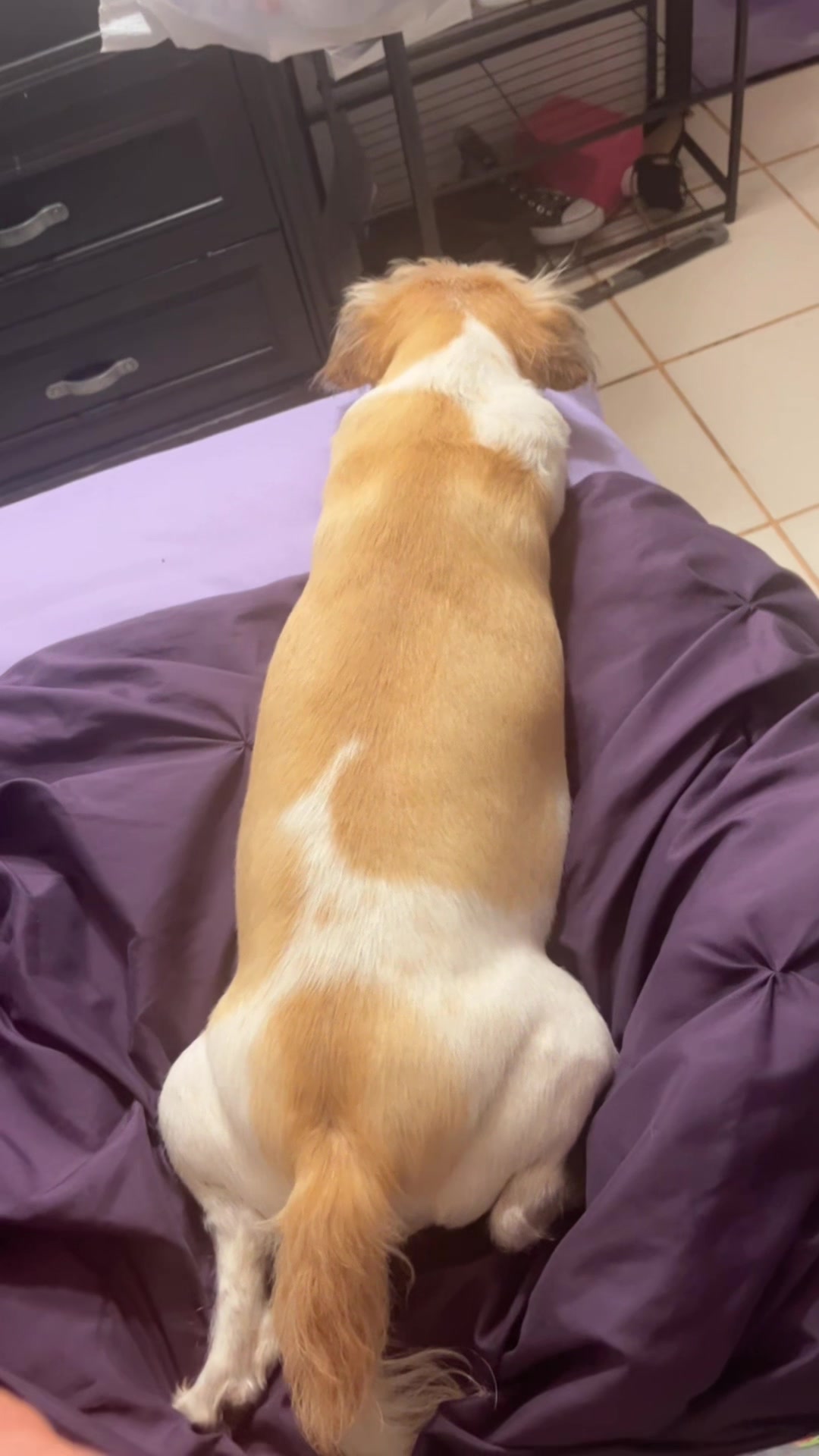 @MooMooChu
