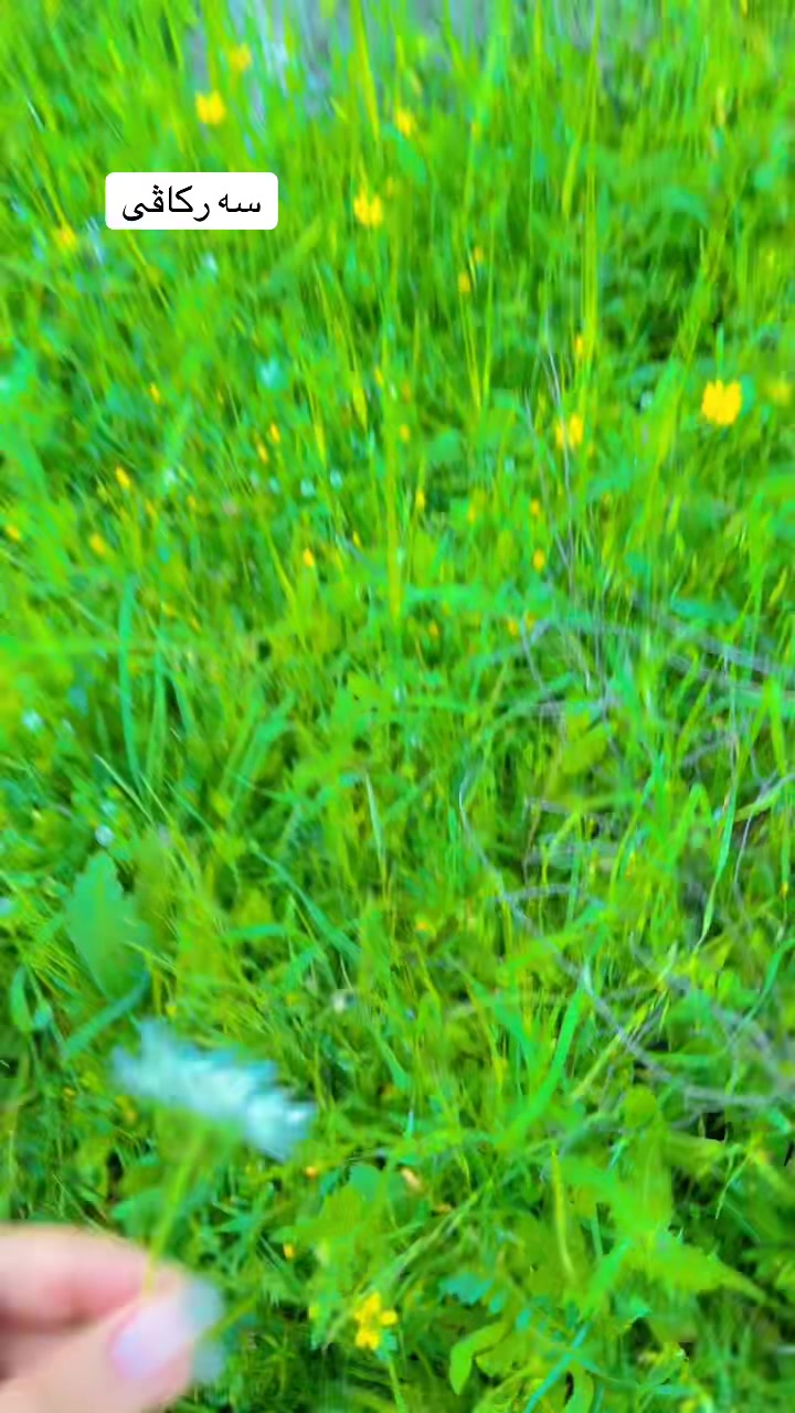 @﮼دلال🦋السورچي