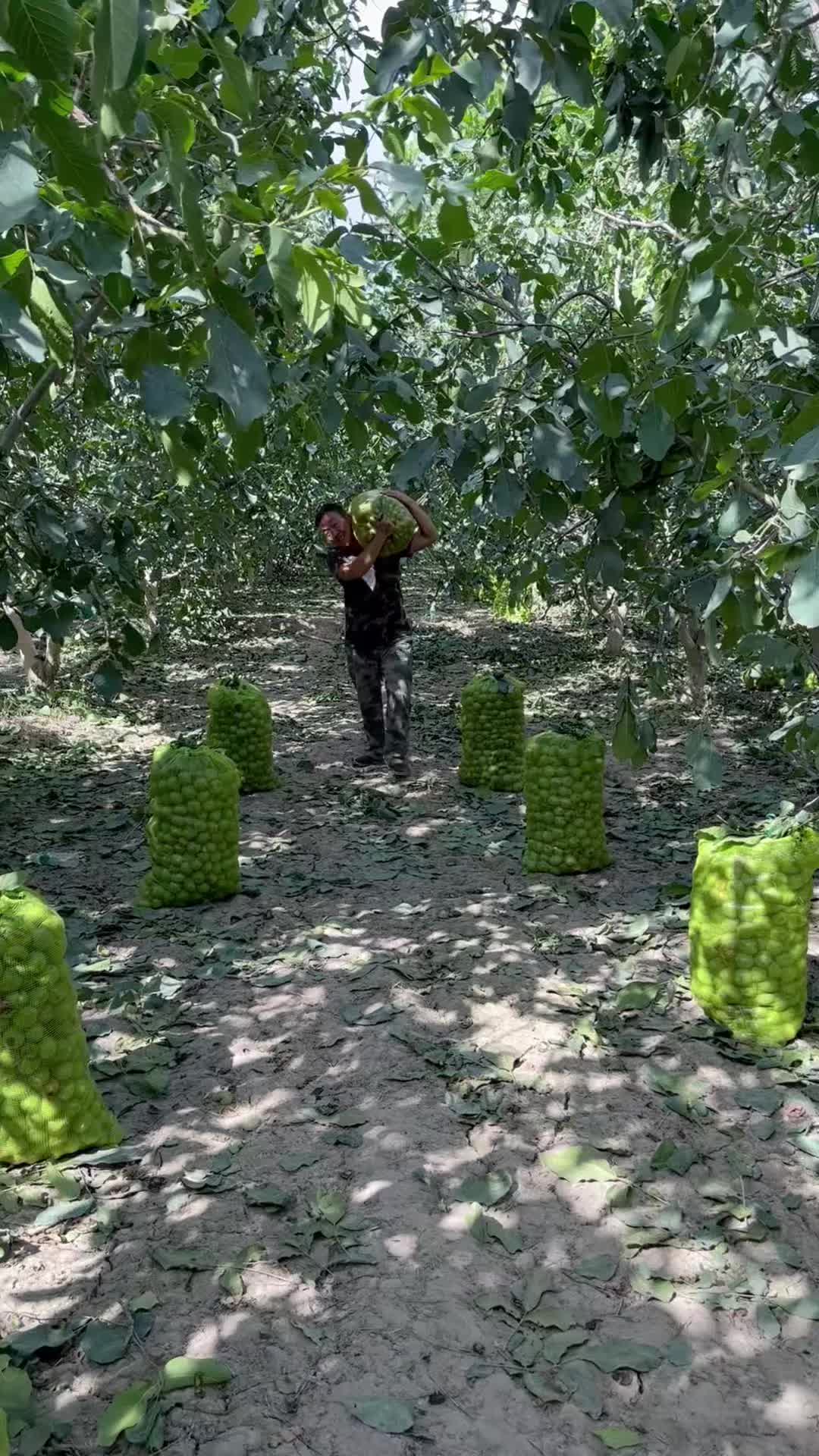 @疆果果新疆特产