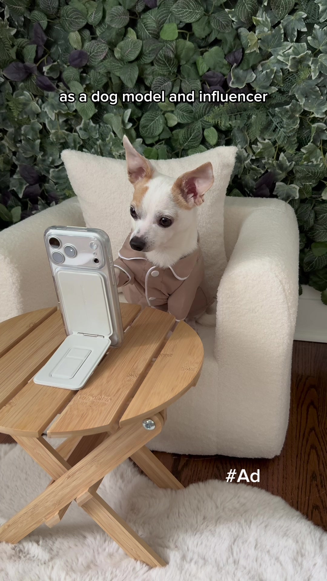 @Bao the Chihuahua