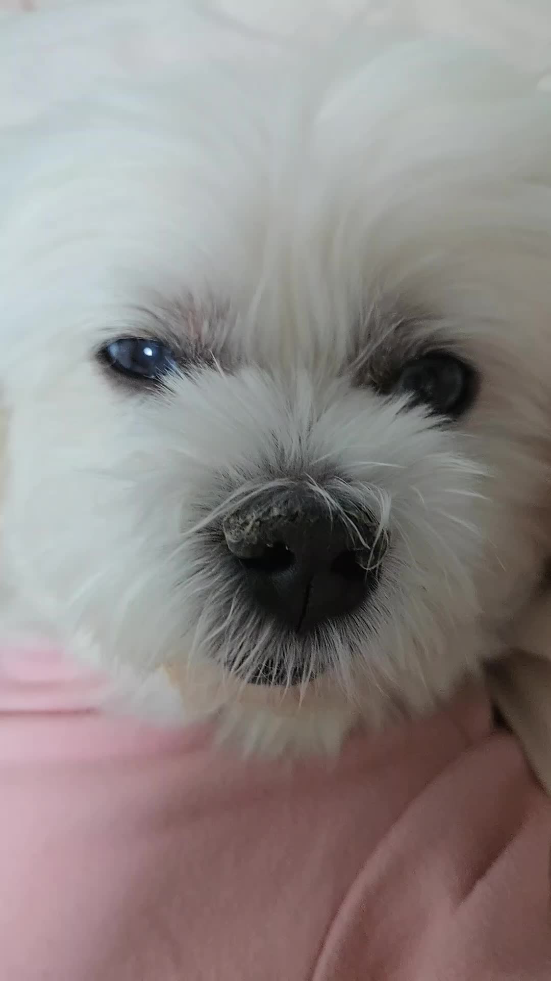 @❤파란눈녹차❤