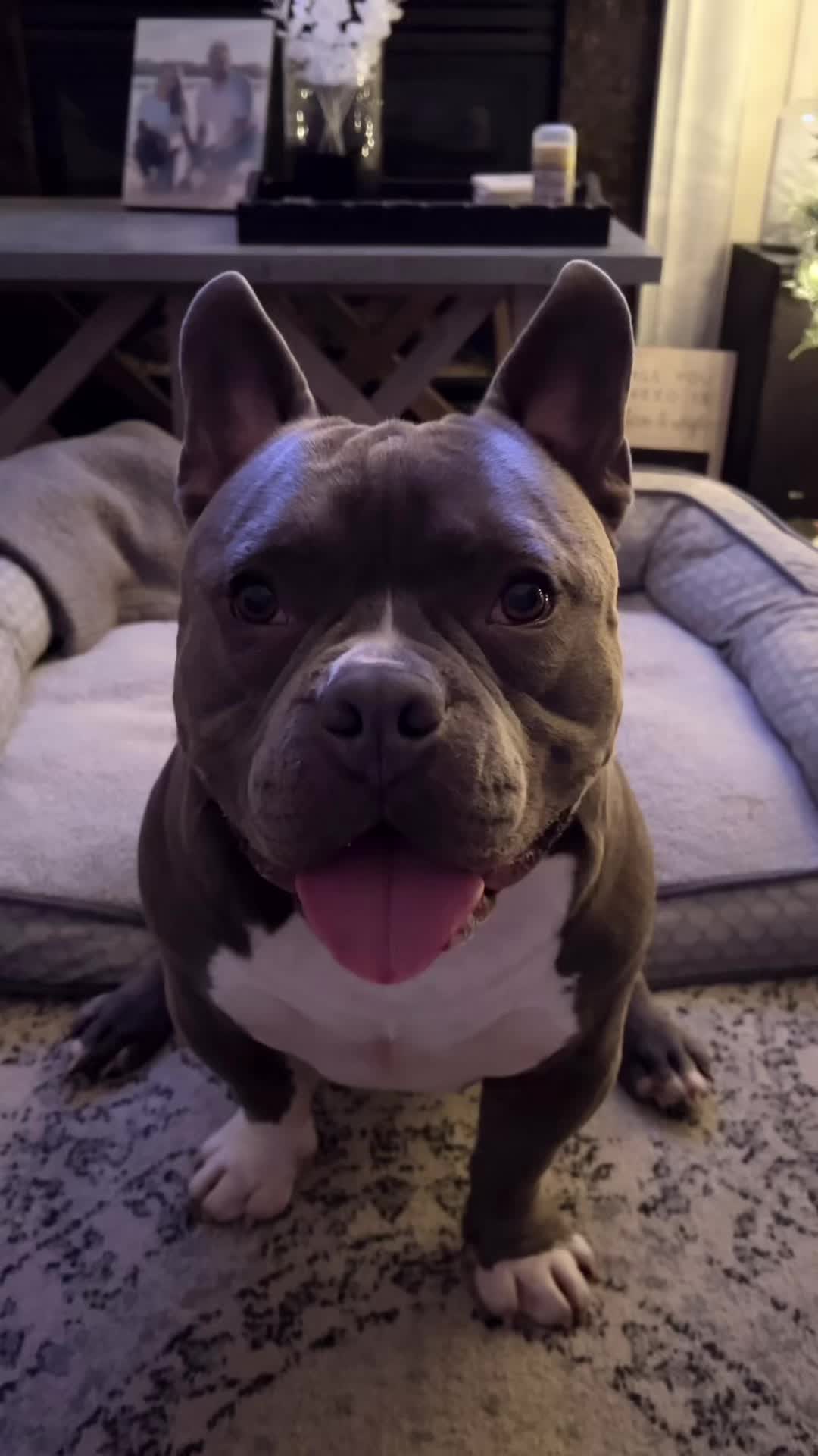 @Gunner | Pocket Bully