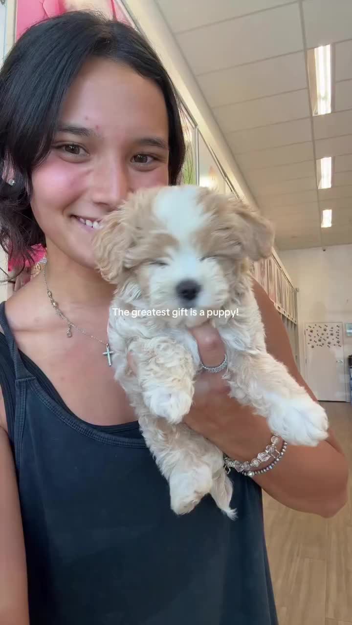 @Paradise Puppies🐶