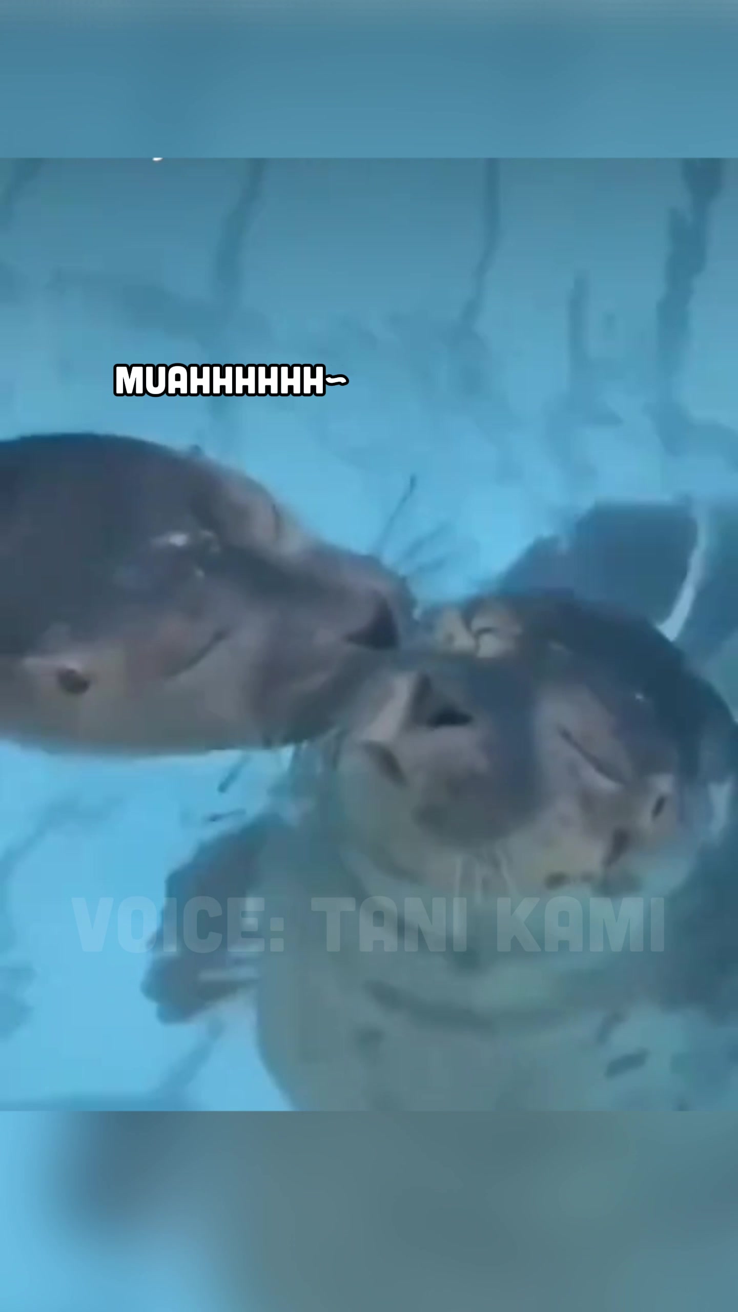 @Tani Kami 🐹