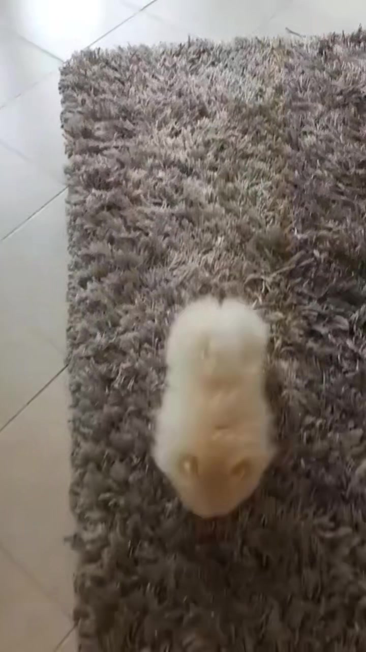 @Teacup puppies