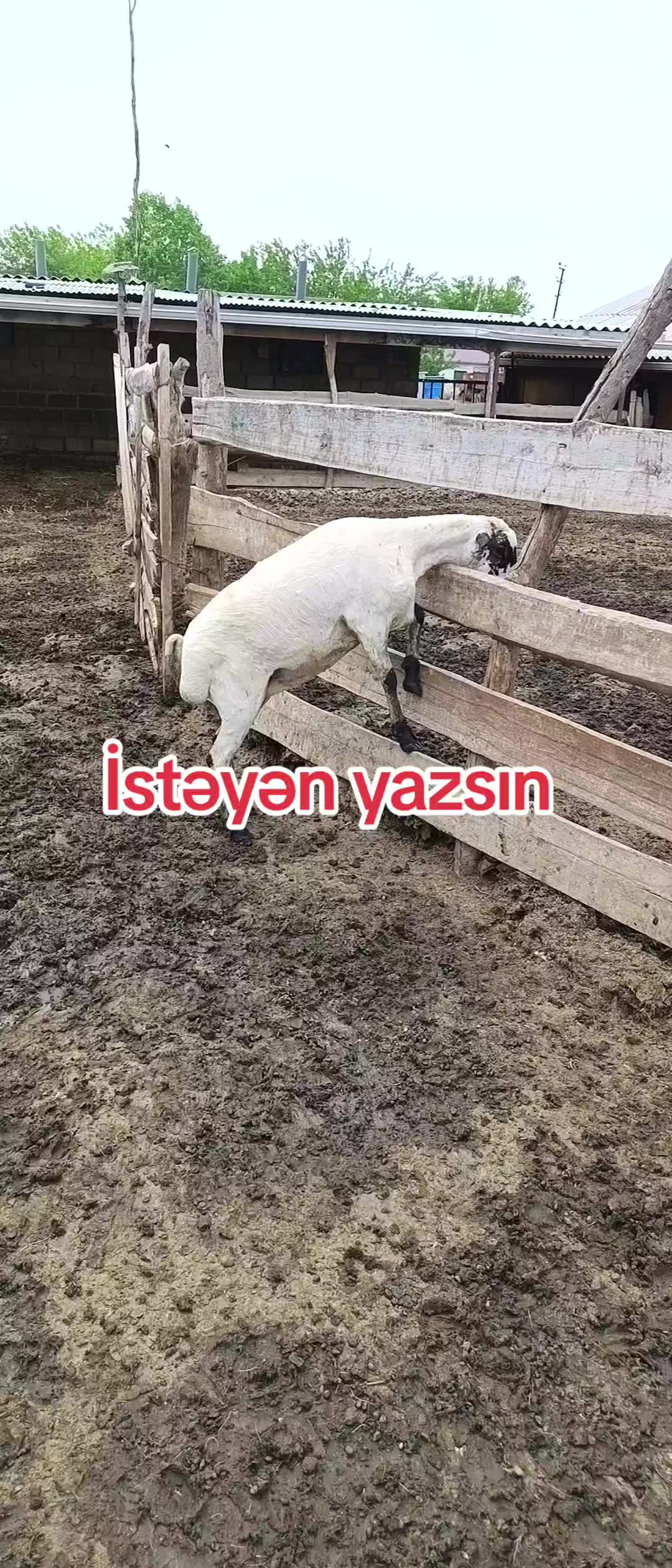 @kend_həyati_041