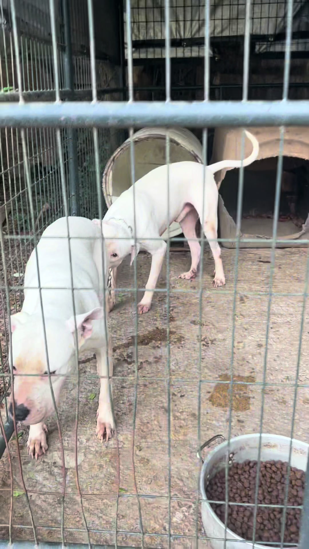 @Real Country Kennels