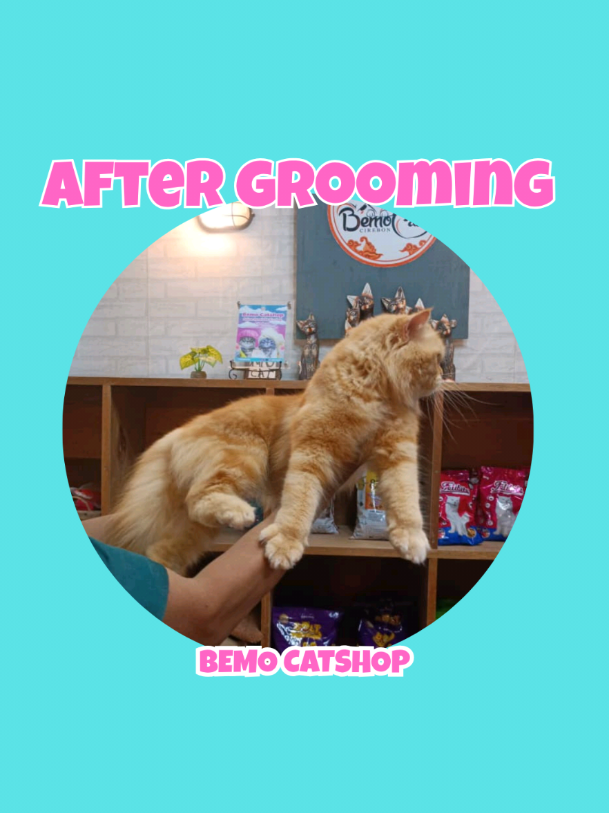 @Bemo Catshop