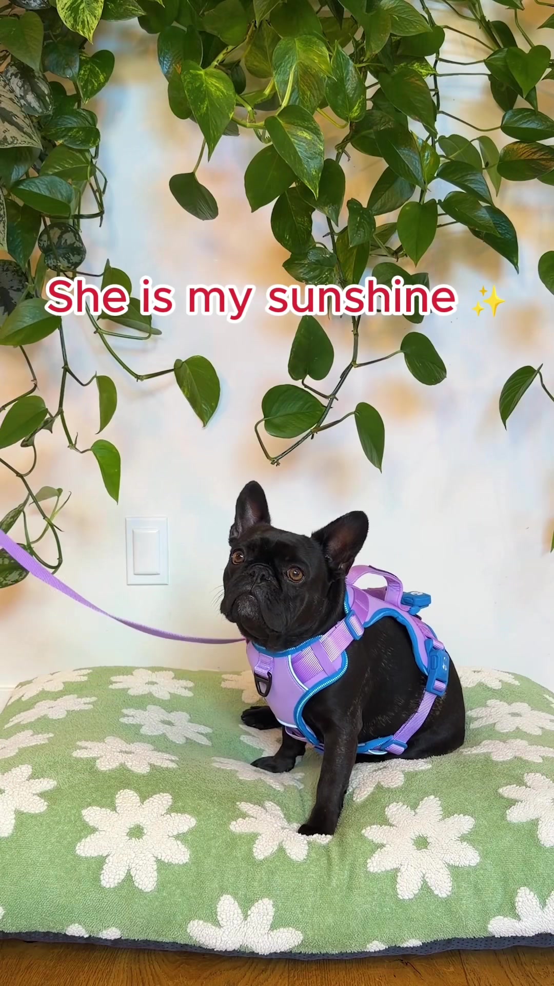 @PetSmart