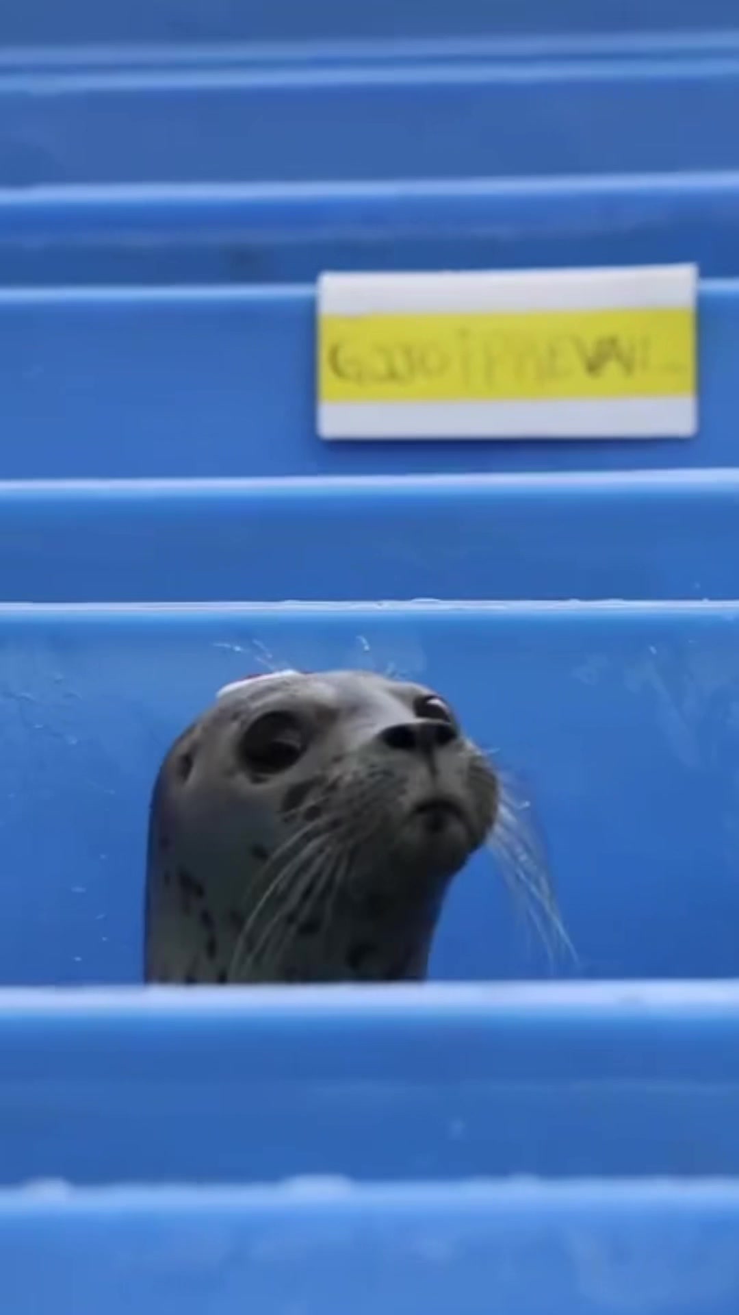 @Marine Mammal Rescue Society