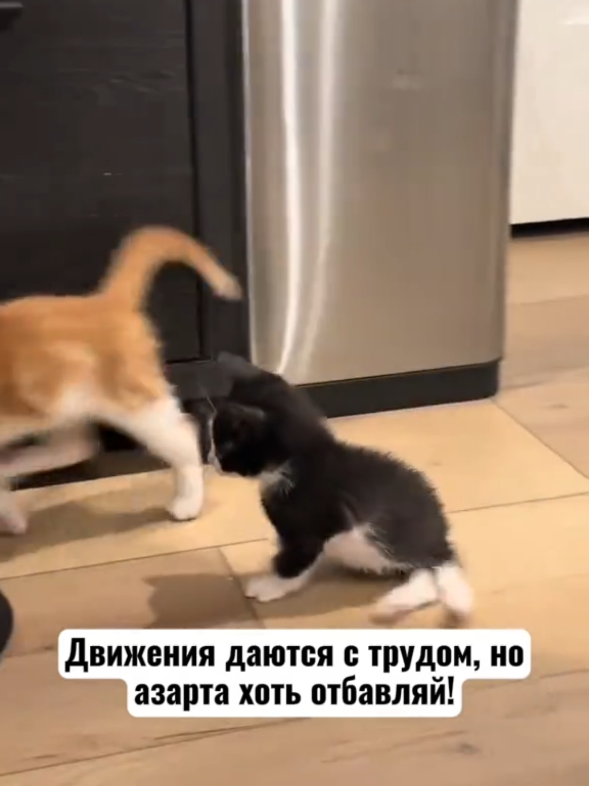 @RescueAnimals Nir