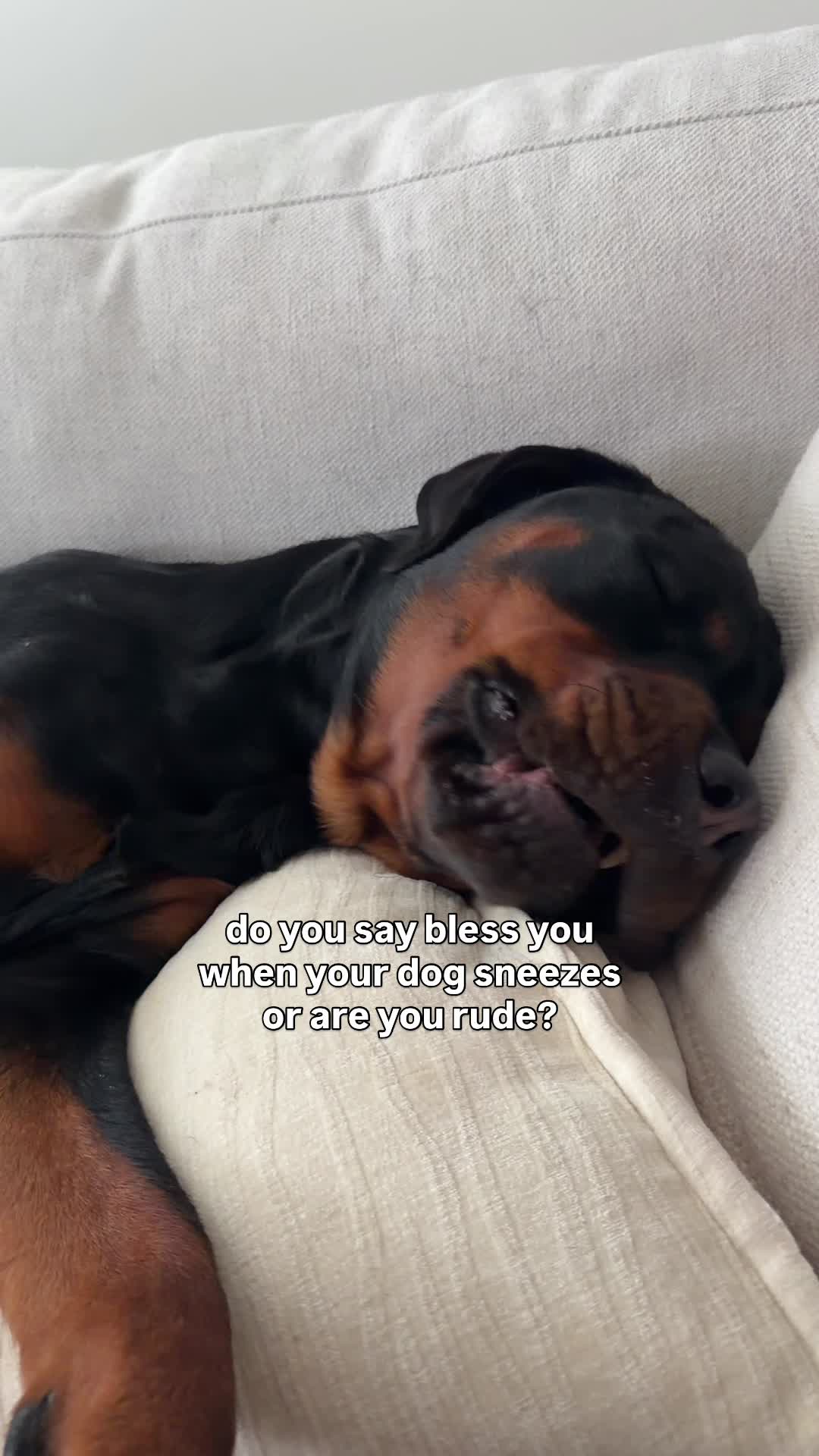 @Rex the Rottweiler