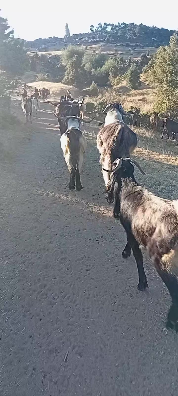 @Veysel