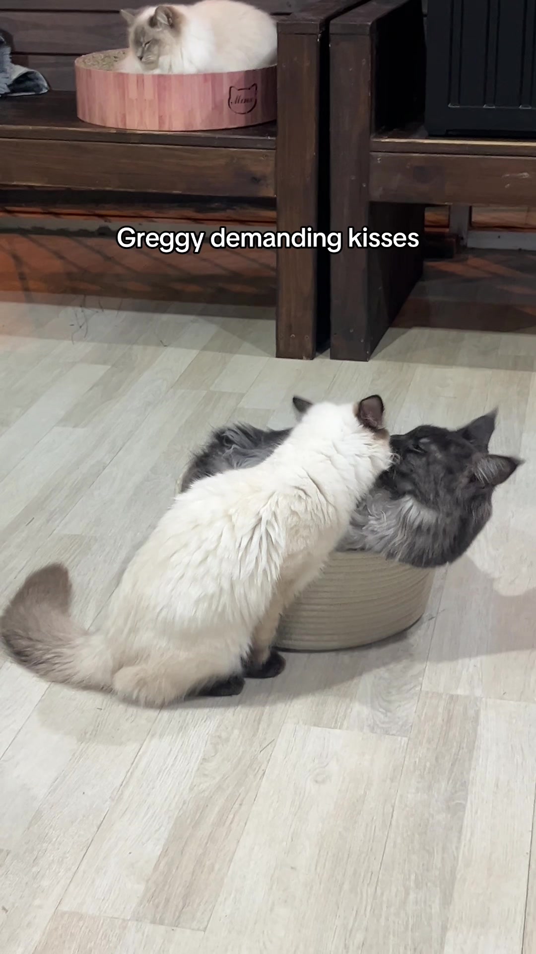 @crazycatcafe
