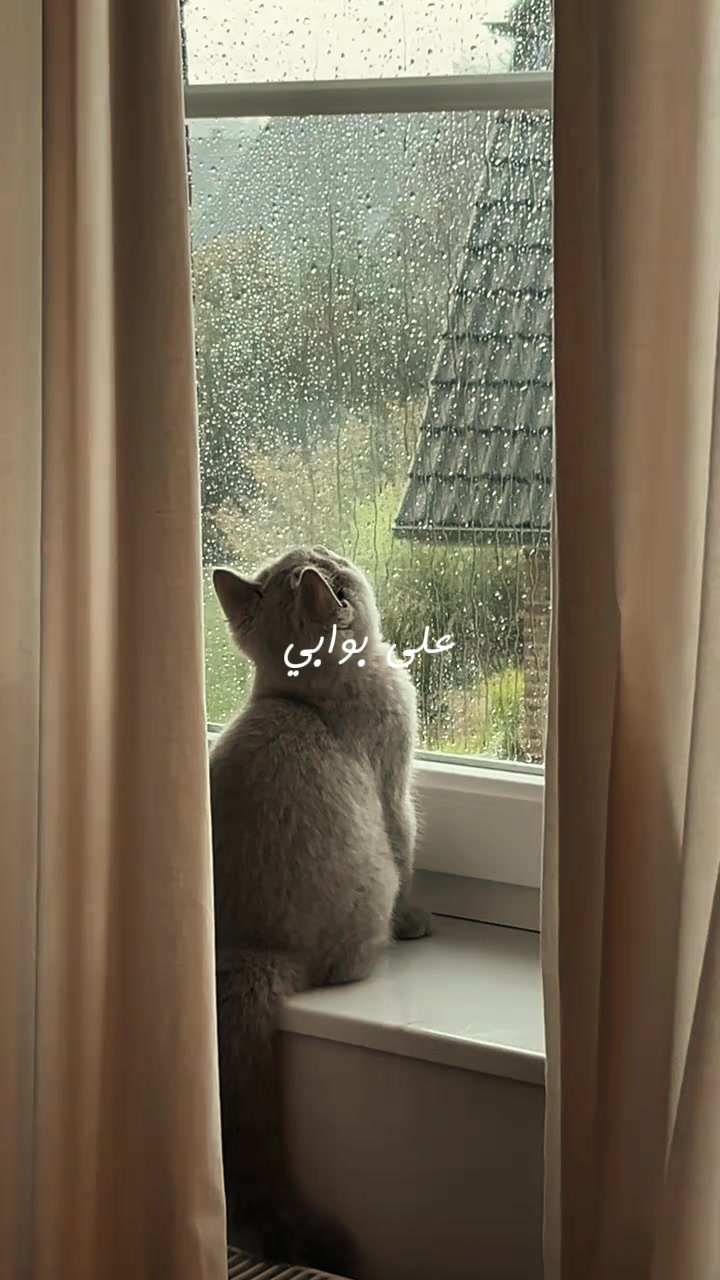 @Template | Cap Cut