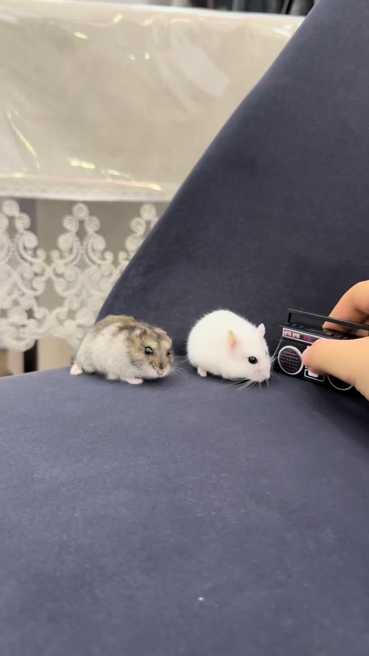 @hamster.cuppulu