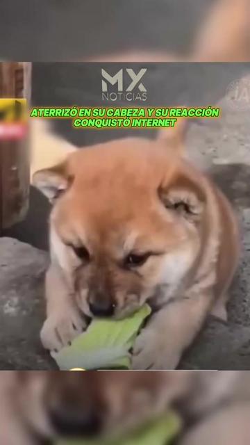 @MX
