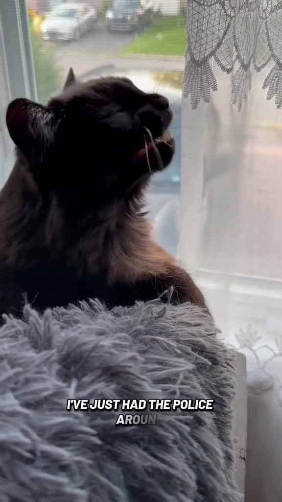 @Sir FluffyButt,the cat🇨🇦🇺🇦