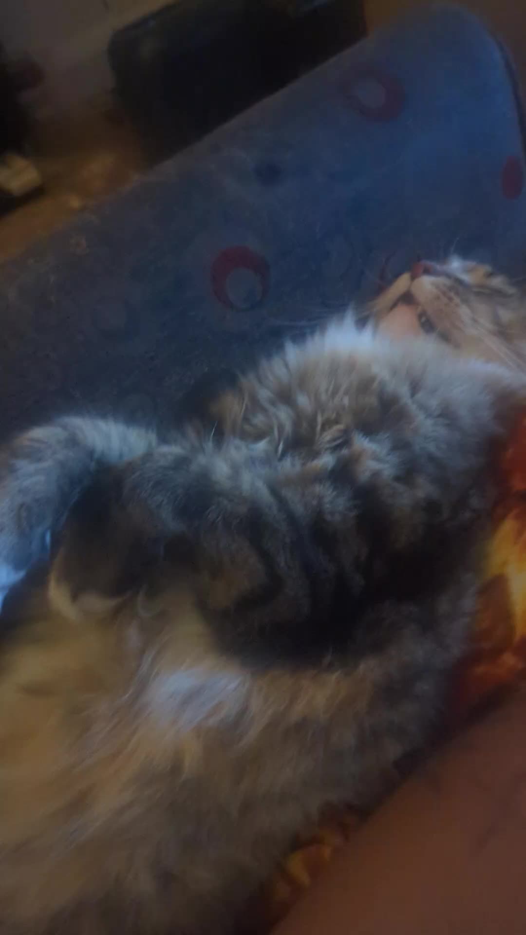 @Harry Styles the cat 😺😺